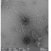 Thumbnail for Amalfi