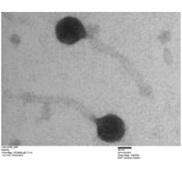 Thumbnail for Barkley