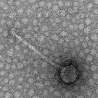 WestWhitaker EM Picture