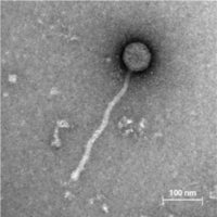 Thumbnail for Willica