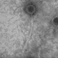 Thumbnail for YangYin