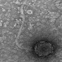 Thumbnail for Yodeler