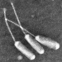 Thumbnail for YoyoKar