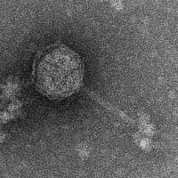 Thumbnail for Applin