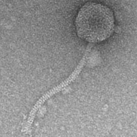 Thumbnail for GEagle