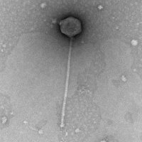 Thumbnail for Fox204