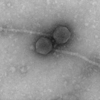 Thumbnail for SummitO