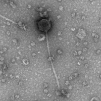 Palestina EM Picture