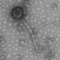 Thumbnail for TeamEdward