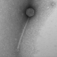 Thumbnail for Budgie