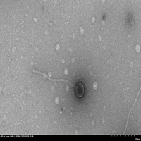 Crystalwyrm EM Picture