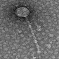 Thumbnail for TinyButMighty