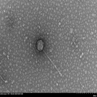 Thumbnail for TinyButMighty