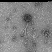 Thumbnail for Julita