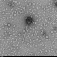 Thumbnail for EggsnMolasses