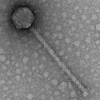 Thumbnail for Melophia