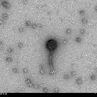 Thumbnail for Minispark