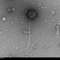 Thumbnail for LowTaperFade