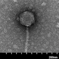 Thumbnail for LilJohn