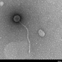 Thumbnail for BigSir