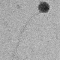 Thumbnail for MavisX