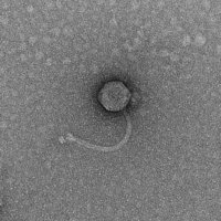 Thumbnail for Pegasaurus