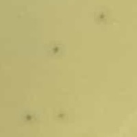 PhatMonke Plaque Picture