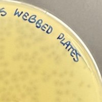 Soccer Plaque Picture