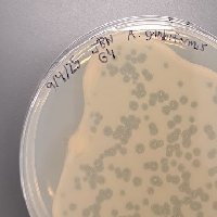 MillenniumF Plaque Picture