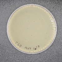 Chandeano Plaque Picture