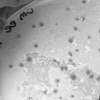 Imara Plaque Picture