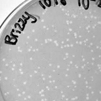 Brizzy Plaque Picture