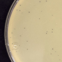 Thumbnail for PhoenixNPhilly