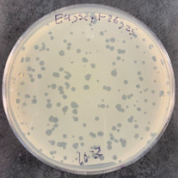 Wabbit Plaque Picture