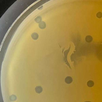 Margarenuno Plaque Picture