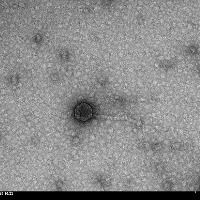 Katsuki Plaque Picture