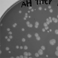 Veneno Plaque Picture