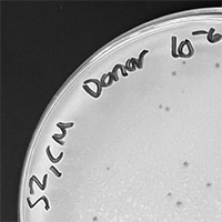 Shynx Plaque Picture