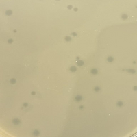 Saion Plaque Picture