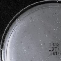 AryannaH Plaque Picture