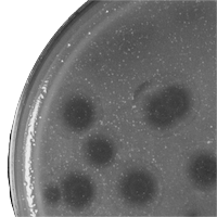 Thumbnail for Puppet