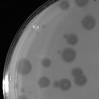Abel Plaque Picture