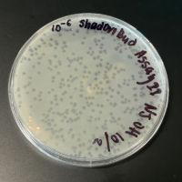 ShadowBud Plaque Picture