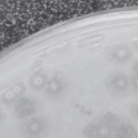 InYur Plaque Picture