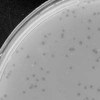 Ana2021 Plaque Picture