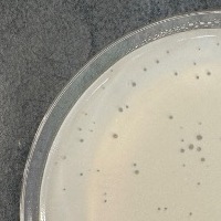 Ananica Plaque Picture
