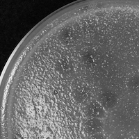 AngelEd Plaque Picture