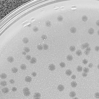 Aresa Plaque Picture