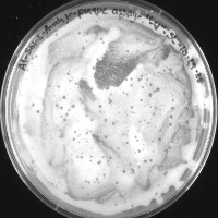 AvahJr Plaque Picture