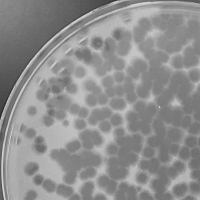 Ayanochan Plaque Picture